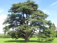Cedro dell atlante cedrus - cedro, dell'atlante