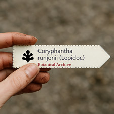 Coryphantha runjonii (Lepidoc)