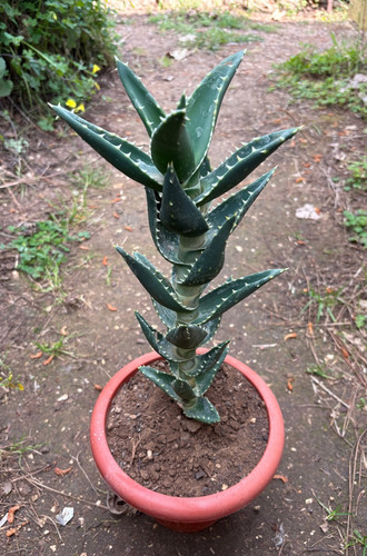 Aloe mitriformis distans - mitriformis,