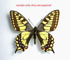 PAPILIO MACHAON