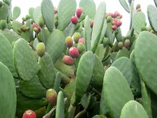 5 PALE PIANTA DI FICO D'INDIA