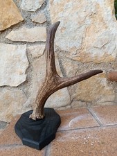 Decorazione Murale Scudo con