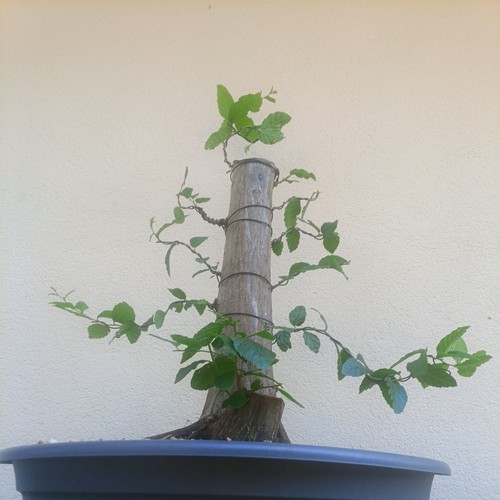 Bonsai xxl carpino - bonsai,