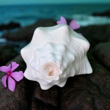 5 " Conchiglia Cover Puja Shankh Spirituale Blowing per Stanghetta Meditazione