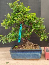 Bonsai olmo cinese - cinese, h