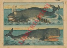 Animali vari : felini, uccelli, da cortile, serpenti, marini, ecc.