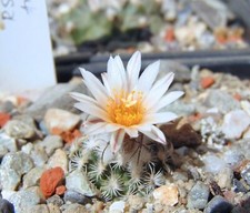 SEMI TURBINICARPUS DICKISONIAE -
