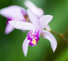 Orchidea da Giardino Bletilla