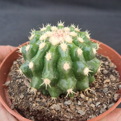Echinocactus grusonii - , f