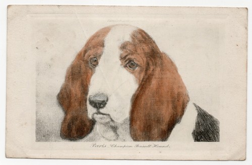 Paris champion bassett - -,