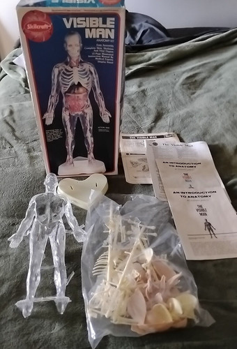 Visible man anatomy - visible,