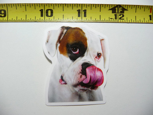Bulldog inglese lecca - lecca, cane