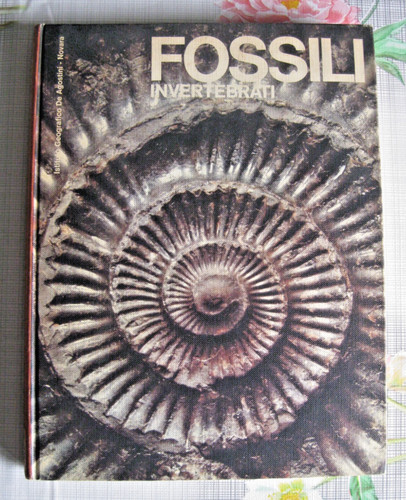 Fossili invertebrati - fossili,