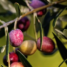 PIANTA DI ULIVO PENDOLINO in