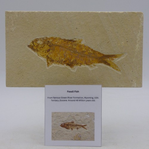 Fossil knightia fish gift - fossil,