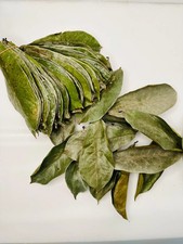 100+ Foglie di Soursop