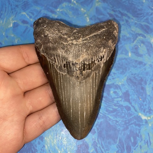 Megalodonte dente squalo - dente,