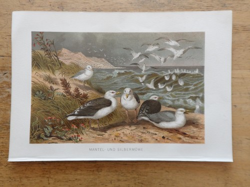 Orig cromolitografia - orig.(1892),
