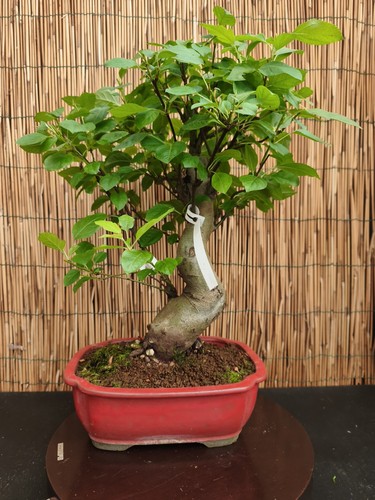 Bonsai melo 48cm visita - bonsai, di