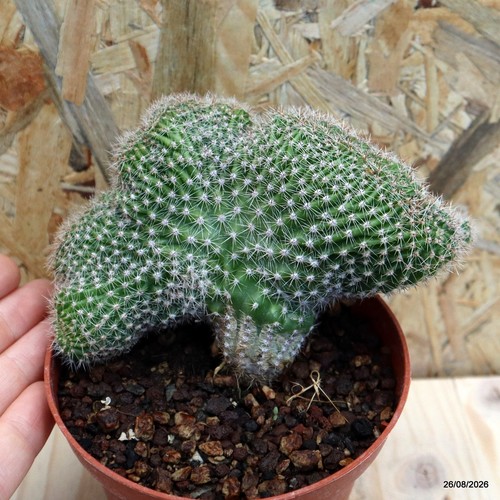 Echinopsis eyriesii crestato