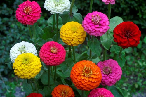 Zinnia elegans - zinnia,