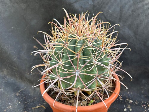 Ferocactus acanthodes vivaio - acanthodes, -vivaio