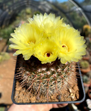 NOTOCACTUS SCHLOSSERI - PIANTA