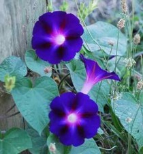 Sale1551 morning glory - sale1551,