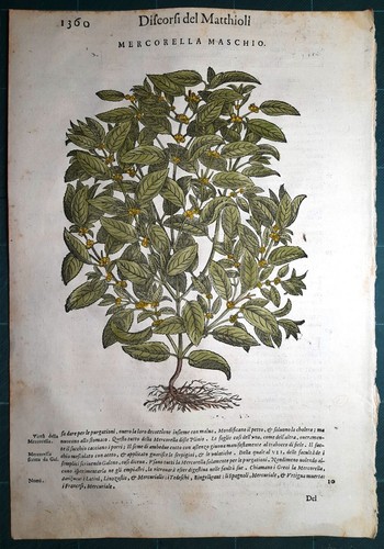 Stampa antica mattioli - antica,