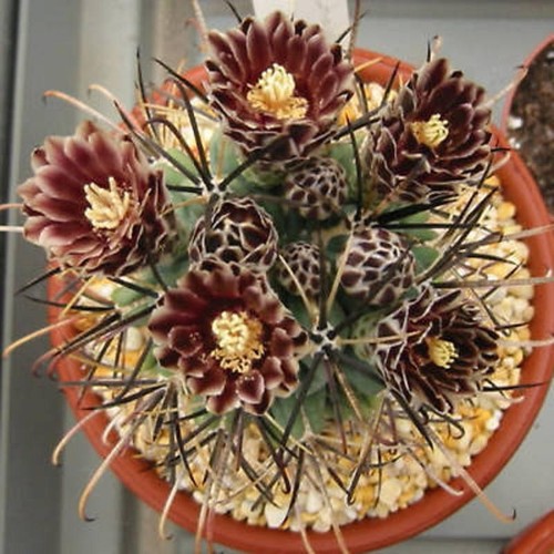 Sclerocactus uncinatus