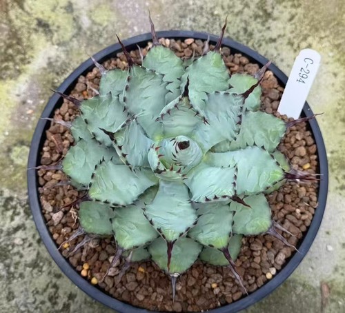 Raro cactus agave macroacntha - raro,
