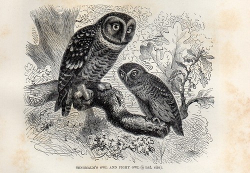 1894 stampa antica civetta - antica,
