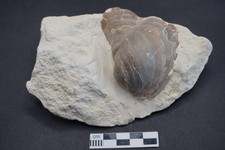 Ostrica gesso Belgio