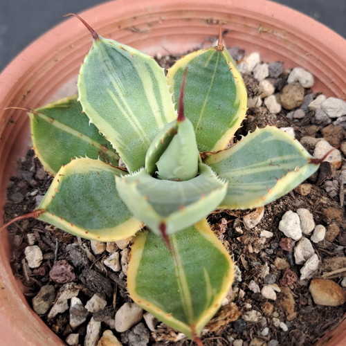 Agave parryi marginata - parryi,