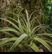 Air Plants. Giant Tillandsia
