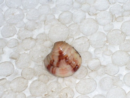 Clausinella fasciata unique - clausinella,