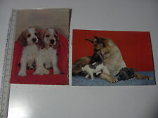 CARTOLINE CANI GATTI ANNI 60 USATE VIAGGIATE SENZA FRANCOBOLLO