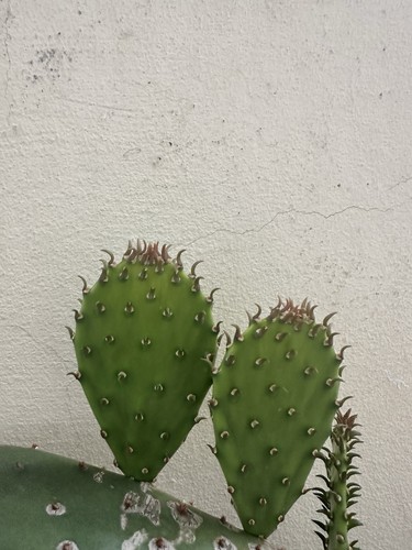 Pianta plant ficus cactus - pianta,