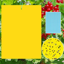 40 Lavagne Gialle per Insetti