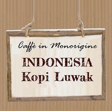 INDONESIA KOPI LUWAK WILD GAYO
