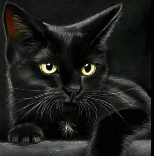 Gatto nero felin pictures - gatto,
