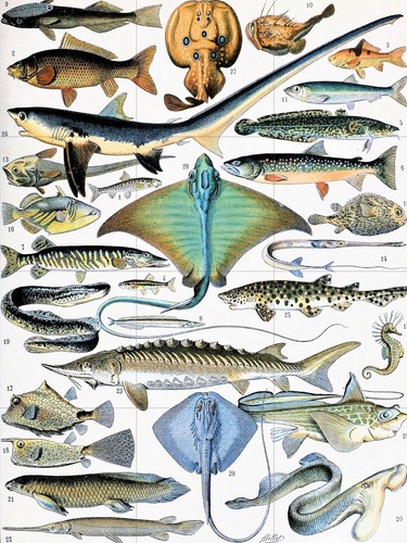 Piastrella murale mosaico - piastrella, murale/mosaico