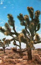 Joshua Tree Forest (Yucca