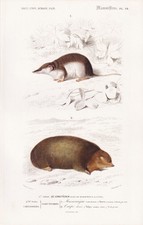 Maulwürfe Talpa Sorex araneus