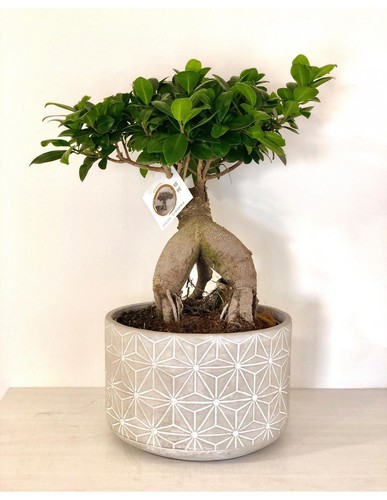 Bonsai carpino bianco - bonsai,