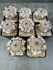 Mammillaria perezdelarosae