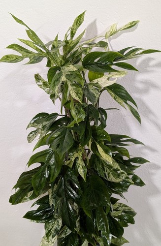 Epipremnum marmo variegata - epipremnum,
