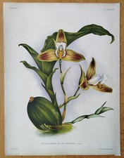 Lycaste deppei - Grande stampa orchidea di tiglio Pannemaeker - 1888