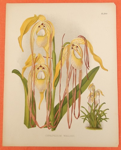 Cypripedium wallisii pianta - , di