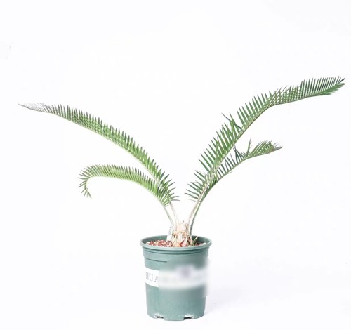 Vaso encephalartos - 20,